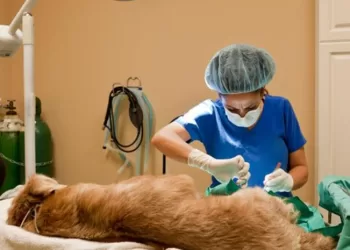 hospital veterinario