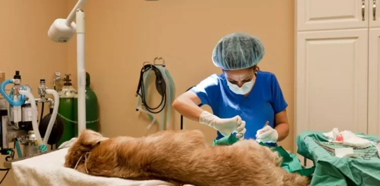 hospital veterinario
