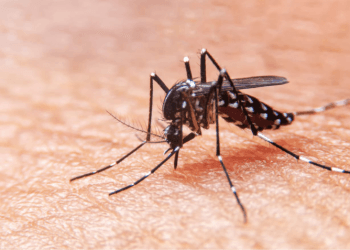 epidemia de dengue