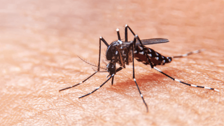 epidemia de dengue