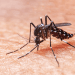 epidemia de dengue