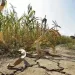 El Niño