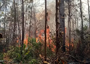 incendios forestales Amigos de Valencia