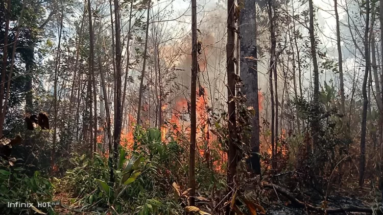 incendios forestales Amigos de Valencia