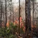 incendios forestales Amigos de Valencia