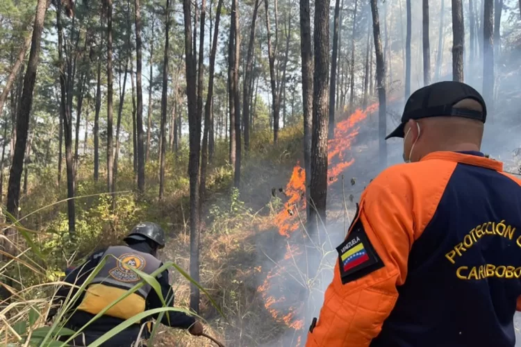 combatir incendios forestales