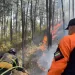 combatir incendios forestales