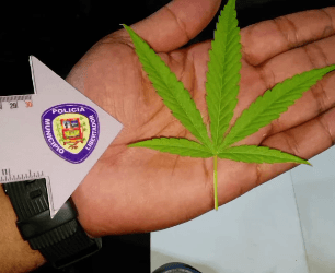 cultivo de marihuana