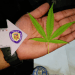 cultivo de marihuana