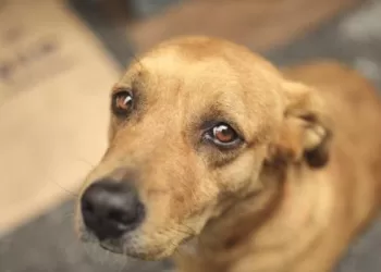 Ley para el trato digno de los animales