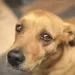 Ley para el trato digno de los animales
