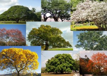 Día Nacional del Árbol
