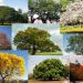 Día Nacional del Árbol