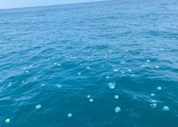 Medusas
