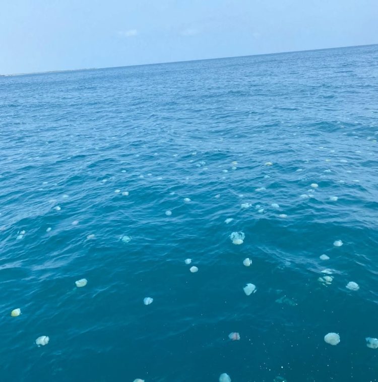 Medusas