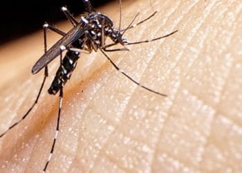 dengue