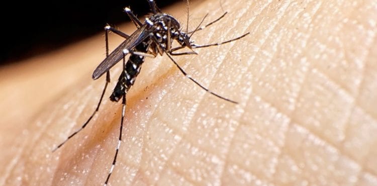 dengue
