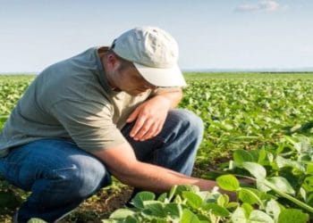 ingeniero agrónomo
