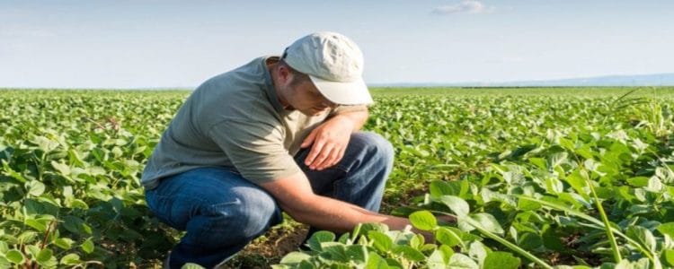ingeniero agrónomo