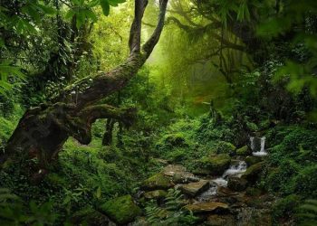 bosques
