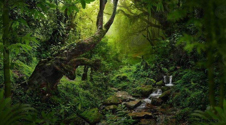 bosques