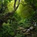 bosques
