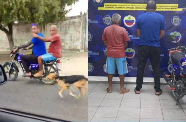 maltratar a un perro