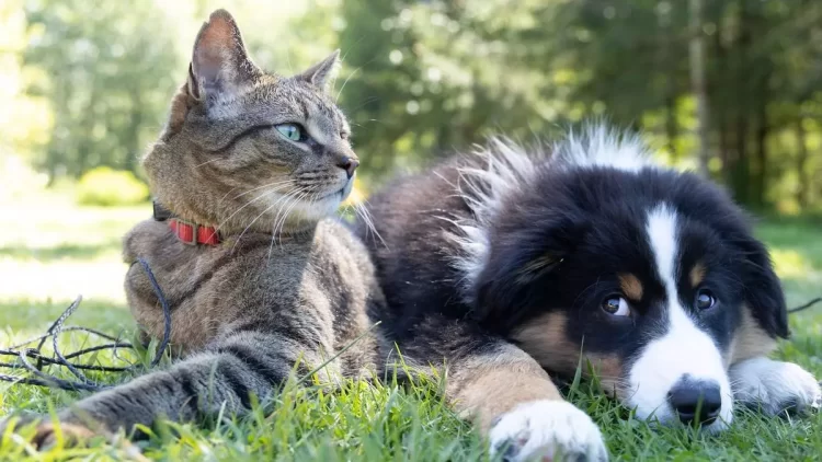 mascotas