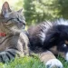 mascotas
