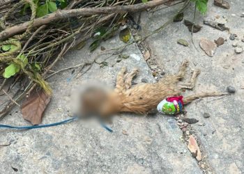 gatos