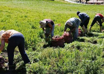 Financiamiento para la Agricultura