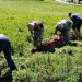 Financiamiento para la Agricultura