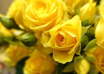 Regalar flores amarillas el 21 de septiembre: significado y tradición
