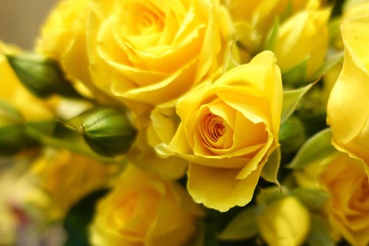 Regalar flores amarillas el 21 de septiembre: significado y tradición