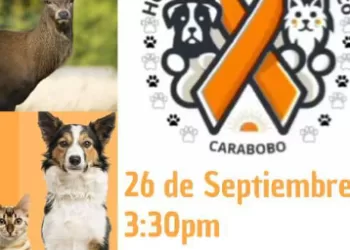 Presentarán propuesta de hospital público veterinario en Carabobo