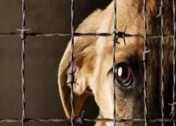 Detenido por la muerte de 12 perros en comunidad warao