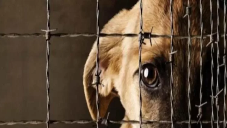 Detenido por la muerte de 12 perros en comunidad warao