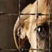 Detenido por la muerte de 12 perros en comunidad warao