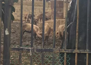 Cochinos en Terrazas de los Nísperos