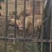 Cochinos en Terrazas de los Nísperos