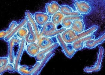 Virus de Marburgo