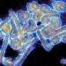 Virus de Marburgo