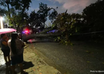 Derribo de varios árboles ocasiona destrozos en Los Caobos