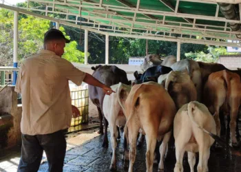 contra la Fiebre Aftosa