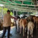 contra la Fiebre Aftosa