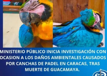 Ministerio Público investigará consecuencias medioambientales de construcción de canchas de