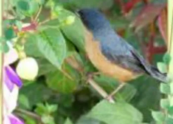 Día mundial de las aves