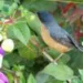 Día mundial de las aves