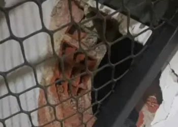 Los topos del centro