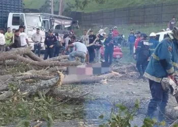 Un motorizado murió en Bejuma, Carabobo, luego de que un árbol bucare cediera y le cayera encima. El suceso tuvo lugar más concretamente en la carretera Panamericana.